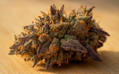 Top strains like wedding cake: Flavorful picks for connoisseurs