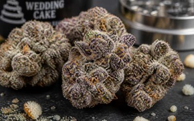 Experience the potent relaxation of wedding cake strain.